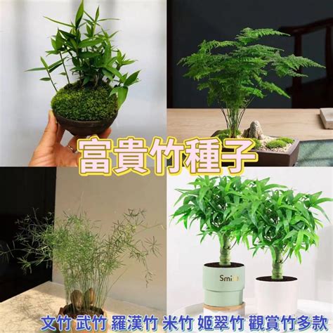 套房植物風水|風水植物｜不只富貴竹！7款招財/招桃花植物推介+不可不知風水 